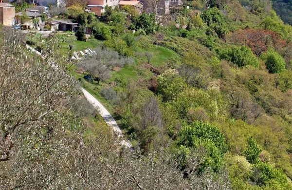 Padna spet vabi z oljem in bledežem