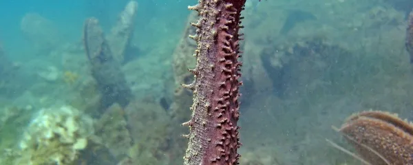 Morska klobasa (Holothuria tubulosa) med izbrizgom sperme v 
okolje.