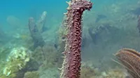 Morska klobasa (Holothuria tubulosa) med izbrizgom sperme v 
okolje.