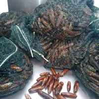 Med tovorov morskih sadežev se je pred dnevi skrivalo tudi 15 
kilogramov zaščitenih dateljnov.