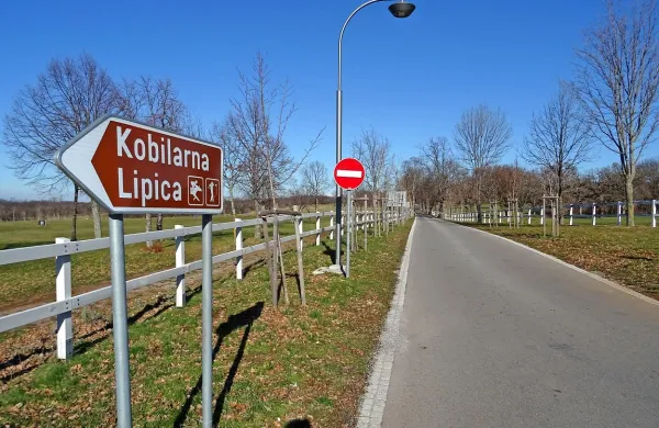 Marvy Lah, prejemnica Steletovega priznanja na področju konservatorstva in restavratorstva, je v 
Kobilarni Lipica zaradi zaščite krajine zasnovala enosmerno cesto med Sežano in Lipico, čemur se 
občina upira.   