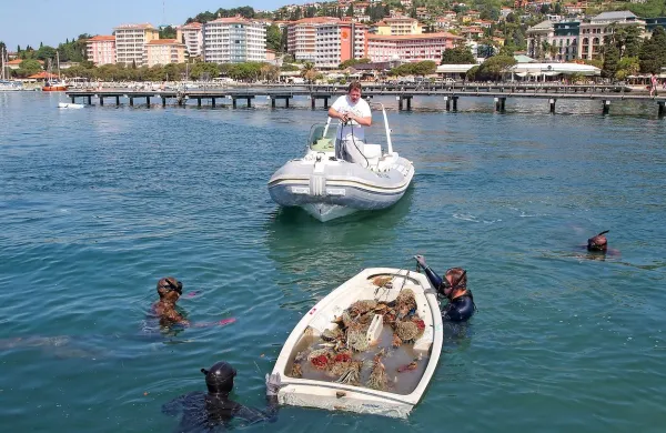 V Portorožu so presajali le&scaron;čurje