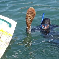V Portorožu so presajali le&scaron;čurje