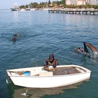 V Portorožu so presajali le&scaron;čurje