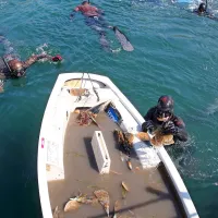 V Portorožu so presajali le&scaron;čurje