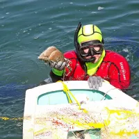 V Portorožu so presajali le&scaron;čurje