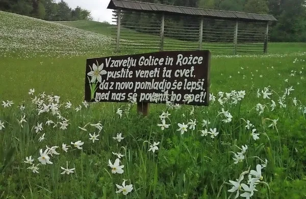 Travnike pod Golico so tudi letošnjo pomlad pobelile narcise.