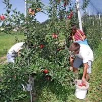 Marmorirana smrdljivka ni izbirčna, napada več kot 300 različnih 
vrst rastlin.