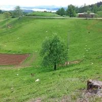 Ovce in koze so po pokolu obležale na pašniku. 

