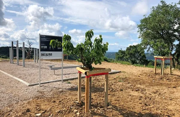 Posadili medovita drevesa