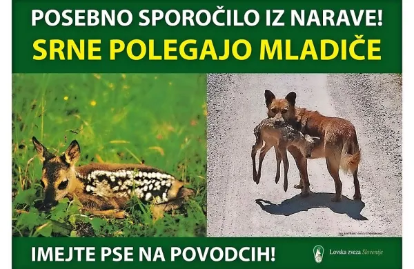 Medvedka le 300 metrov od hi&scaron;