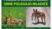 Medvedka le 300 metrov od hi&scaron;