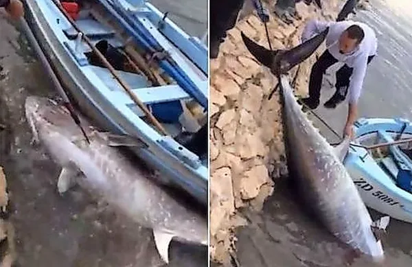 kupina štirih prijateljev je pred dnevi v okolici Zadra ulovila 230 
kilogramov težkega in 2,20 metra dolgega tuna. 