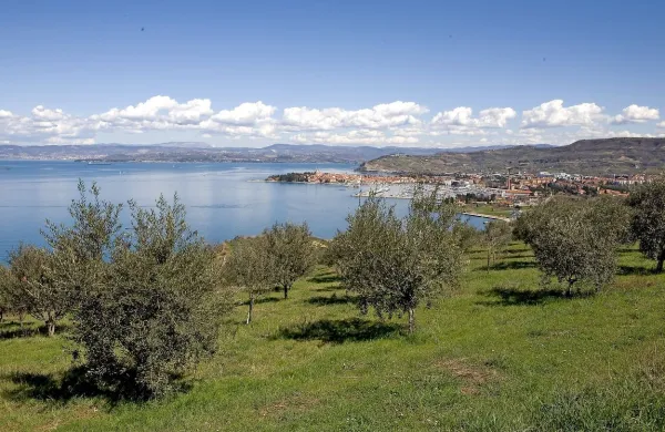 Na možnost pojava  bakterije   Xylella fastidiosa v slovenski Istri so 
že lansko jesen opozorili  v koprskem centru za oljkarstvo.