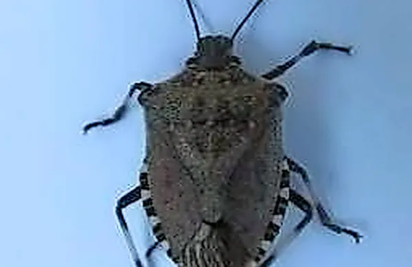 Marmorirana smrdljivka