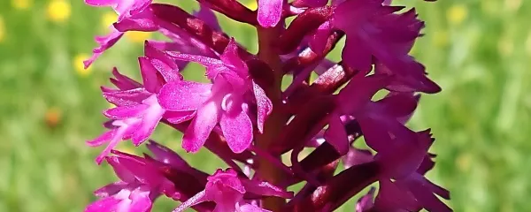 Piramidasti pilovec (Anacamptis pyramidalis) raste na sončnih sredozemskih travnikih.