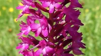 Piramidasti pilovec (Anacamptis pyramidalis) raste na sončnih sredozemskih travnikih.
