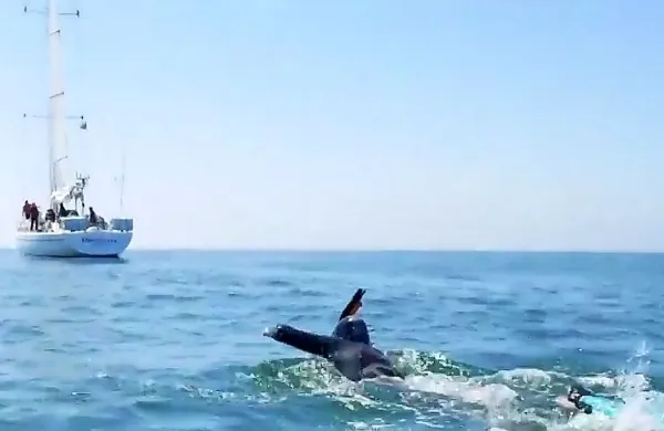 Francoz Benoit Lecomte bo skušal kot prvi preplavati Tihi ocean, s 
čimer želi  opozoriti na onesnaženost oceanov. 
