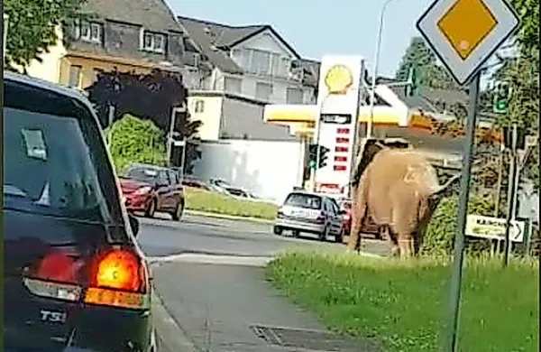 Po krajšem sprehodu po mestu so slona odpeljali nazaj v živalski 
vrt.