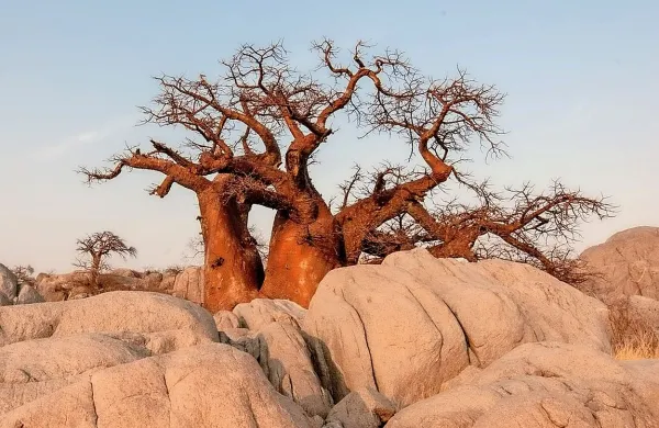 Baobab