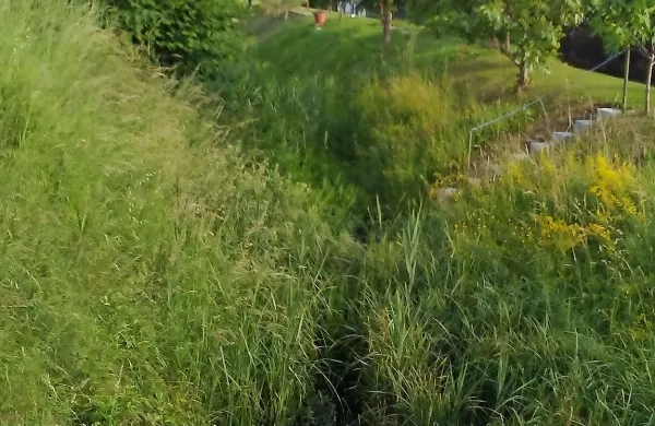 Kanali Badaševice so na določenih odsekih povsem nepretočni in 
zaraščeni.