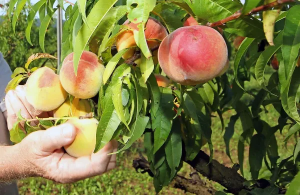 Fructal želi odkupiti vse breskve iz Vipavske doline