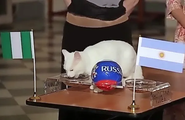 Maček Ahil je danes izbral posodo z zastavo Nigerije.