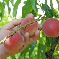 Sadje je najboljše, če ga oberemo tik pred zaužitjem, vendar vsi 
nimajo te možnosti. 