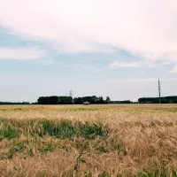 Na poti proti Vidmu vozimo skozi številna pšenična polja.