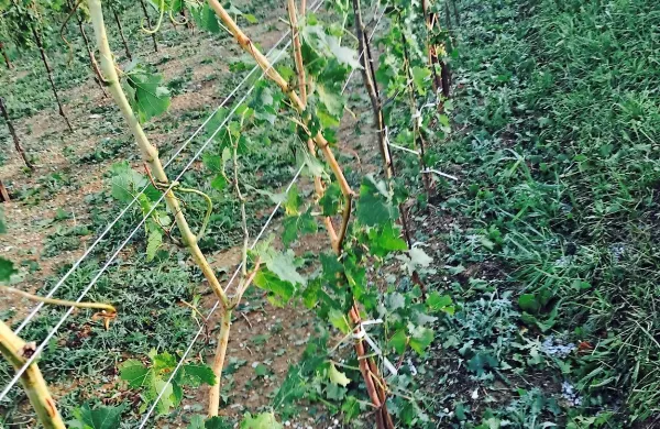 Če bi pri&scaron;la toča kasneje, bi jokali
