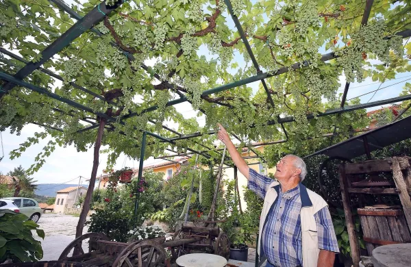 Rodovitna trta v Pobegih ima kar 330 grozdov
