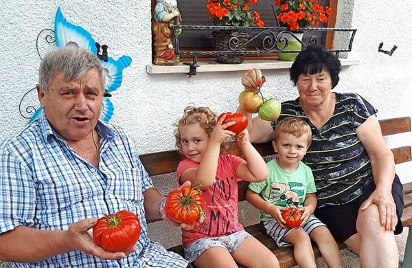 Družina Brajko s svojimi skorajda kilogram težkimi paradižniki.