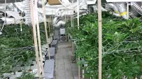 V nekdanji trgovini so odkrili profesionalno urejen “laboratorij” za 
gojenje konoplje.