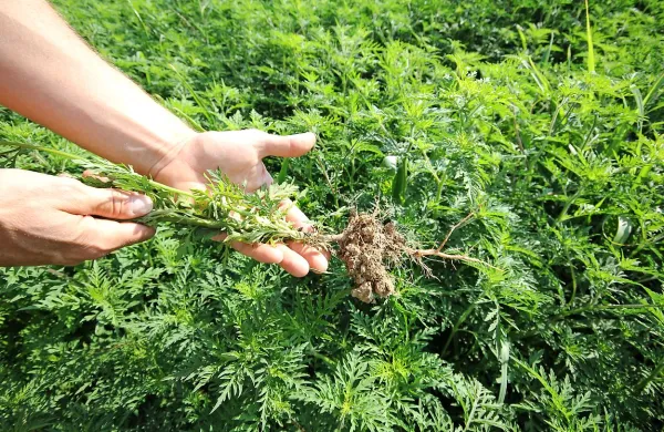 Na manjših površinah je priporočljivo še pred cvetenjem izpuliti 
mlade rastline, ki še niso dobro ukoreninjene.