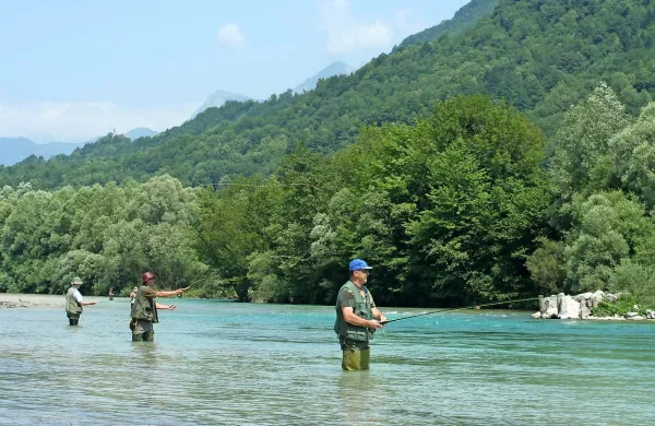 Danes potočne postrvi v Soči, Idrijci in pritokih skoraj ni več, 
občasno ribiči ulovijo kakšnega križanca med potočno in soško 
postrvjo.