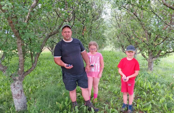 Matjaž, Klara in Matija Miše v nasadu, kjer je drevesa napadla 
šarka. Veliko plodov je že na tleh, kmalu jim bodo sledili tudi 
drugi.