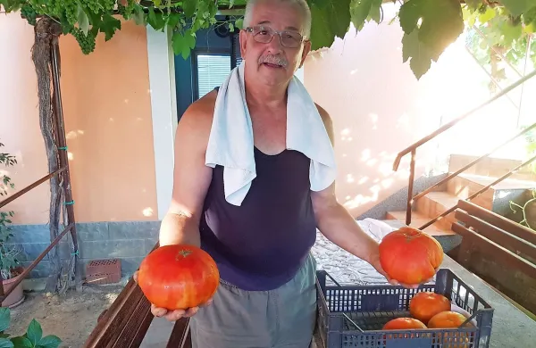 Stanko Grižon iz Svetega Antona s svojim mega pridelkom.