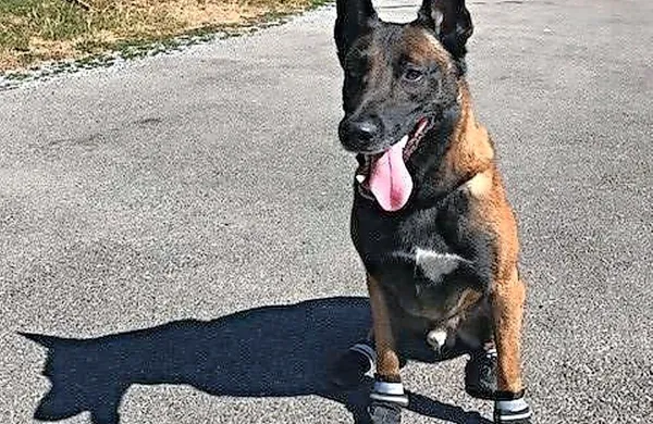Tako so züriški policijski psi zaščiteni pred pekočim asfaltom. 