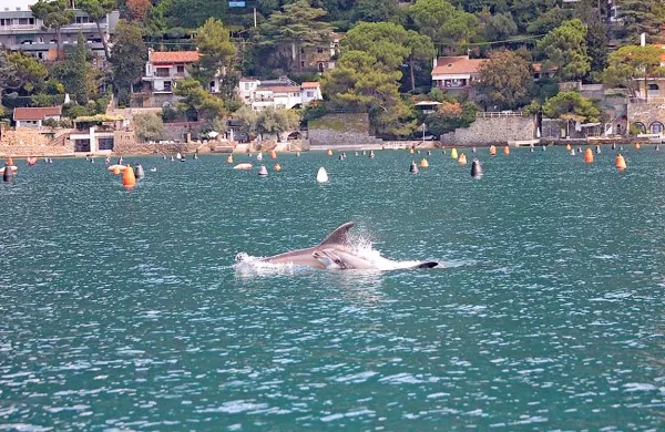 V vodah miramarskega morskega rezervata sta  povsem blizu obale 
plavala delfina. 