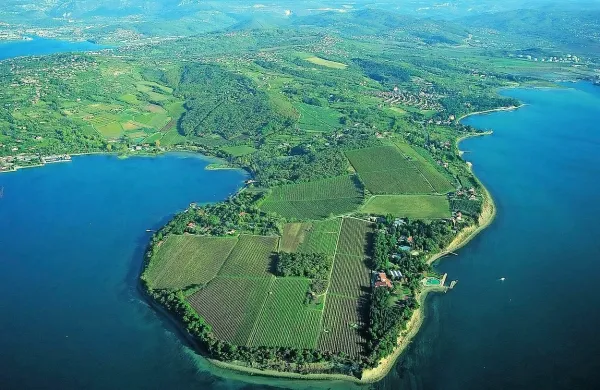 Obsežni vinogradi podjetja Vinakoper se pnejo tudi nad morjem 
na območju Debelega rtiča. 