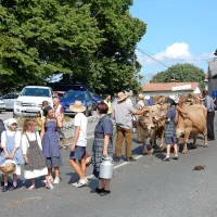 Volovska vprega iz Merč povsod navduši obiskovalce, tako je bilo 
tudi včeraj v Dutovljah.