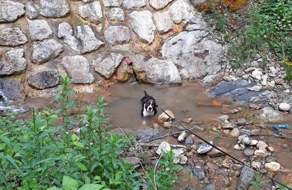 Osvežitev v reki Reki