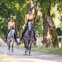 V Lipici lovorika tudi lepotcu iz hleva bobnarja skupine Rolling Stones