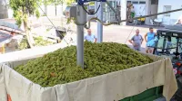 V Kleti Brda so včeraj s posodobljeno opremo začeli s prevzemom grozdja letošnje letine, od katere si obetajo dobro vino.