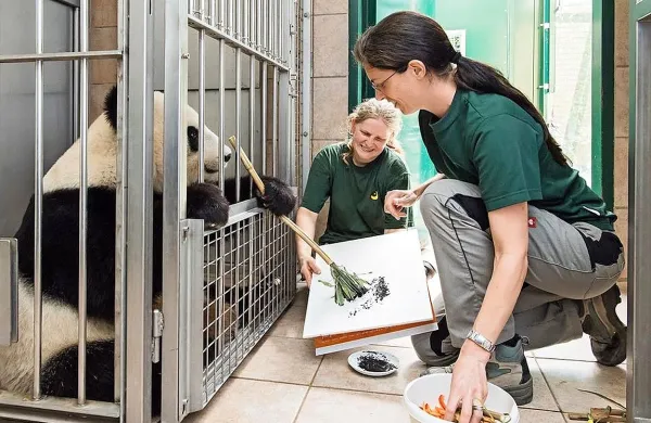 Panda s slikarskim navdihom