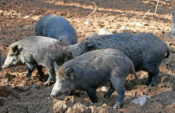 Populacija divjih prašičev se na Goriškem veča iz leta v leto. 