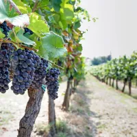 Izredno natančna reprodukcija barv v vinogradu