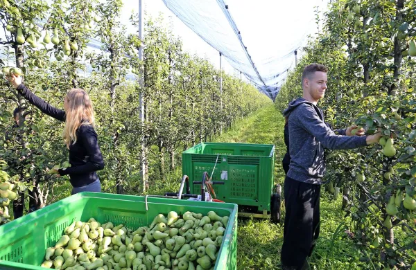 Najprej je na vrsti obiranje zgodnejših hrušk in jabolk.