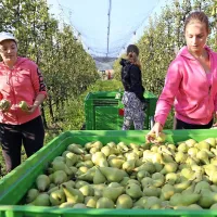    Najprej je na vrsti obiranje zgodnejših sort hrušk in jabolk.