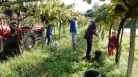 Medtem ko so družine v vinogradih, si tatovi izberejo za tarče njihove hiše ali običajno odklenjene 
avtomobile ob vinogradih.